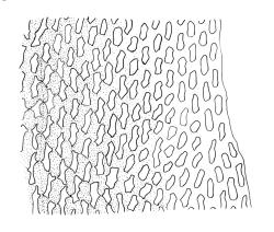 Schlotheimia campbelliana, mid laminal cells at margin. Drawn from W. Martin s.n., Feb. 1947, CHR 98754.
 Image: R.C. Wagstaff © Landcare Research 2017 